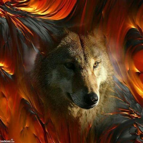 Beautiful Creatures Animals Beautiful Wolf Time Wolf Background