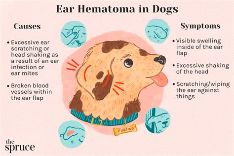 How To Spot And Treat A Dog Ear Hematoma Bestlife4pets Chegospl