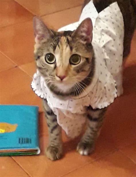 Chic Calico Kitten Cat Clothes Cat Costumes