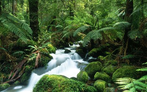 Tropical Rainforest Waterfalls With Animals