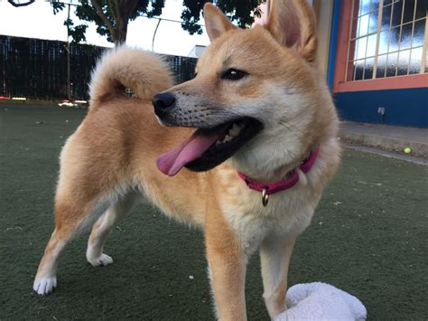 How to buy dry dog. SF man pleads no contest to abuse of Shiba Inu dog on ...