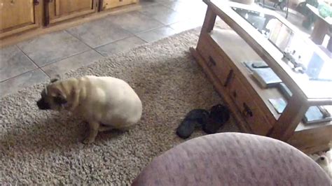 Extremely Fat Pug Butt Tornado Hilarious Youtube