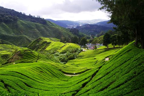Stop Befouling The Cameron Highlands Clean Malaysia