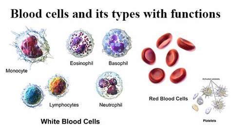 Red Blood Cells Different Shapes Rectangle Circle