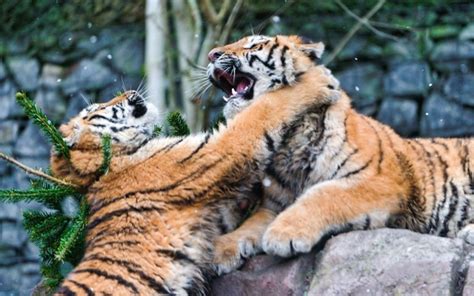 Big Cats Tigers Fight Paws To Hit HD Wallpaper Rare Gallery