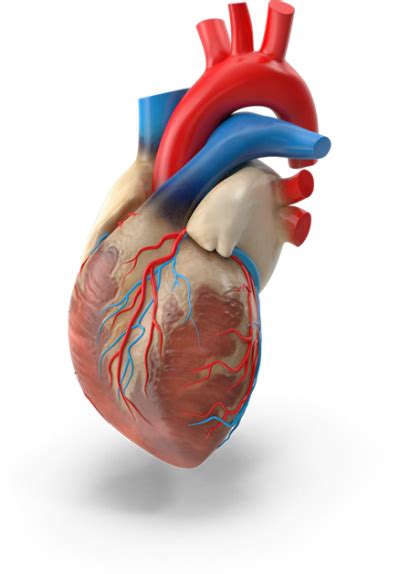 Circulatory System Clipart Human Heart No Background Png Download