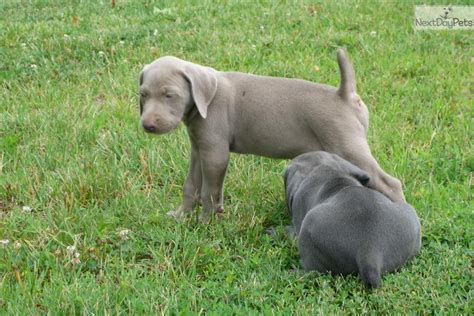 Update pups are all reserved skye my beautiful blue weimaraner has safely delivered her first litter born 12/12/2020 there is 9 puppies. Weimaraner puppy for sale near Bowling Green, Kentucky ...