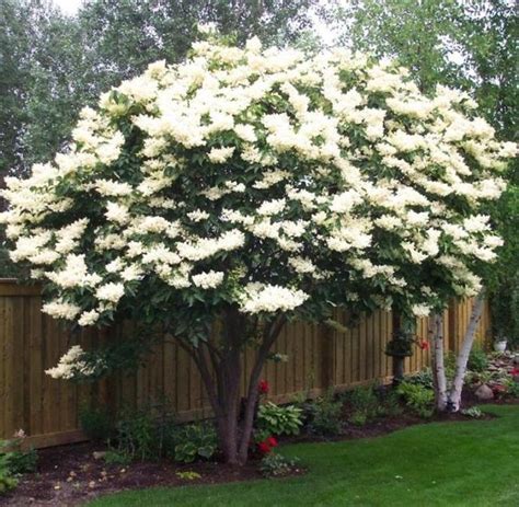 Japanese Lilac Tree Syringa Reticulata 1 Gallon Potted Plant Ivory Silk Showy Fragrant