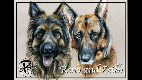 Timelapse Of Stunning German Shepherds In Coloured Pencil Youtube