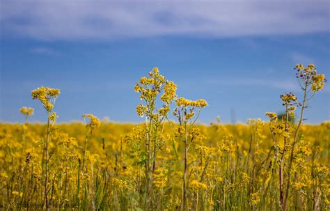 Yellow Indiana Wildflowers In May Twinkleinmyeye Flickr