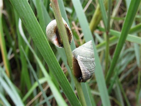 Maryland Biodiversity Project Marsh Periwinkle Littorina Irrorata