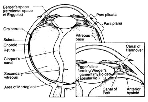 Classic Human Vitreous Anatomy Retina Image Bank