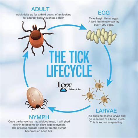 Overview Of The Tick Life Cycle Igenex Tick Talk Tick Life Cycle