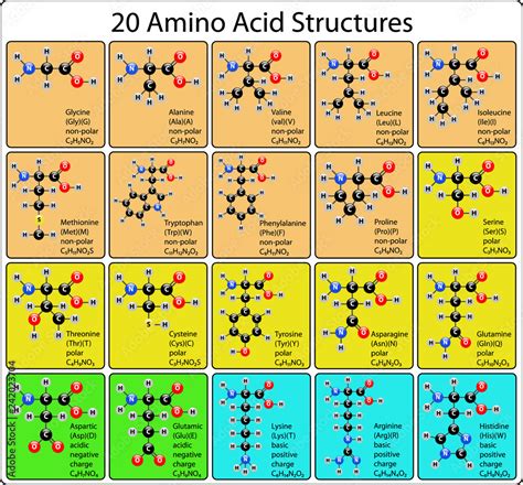 20 Amino Acid Molecules Ball And Stick Structure Stock Vector Adobe Stock