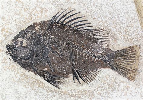 485 Priscacara Fossil Fish Beautiful Presentation 20817 For Sale