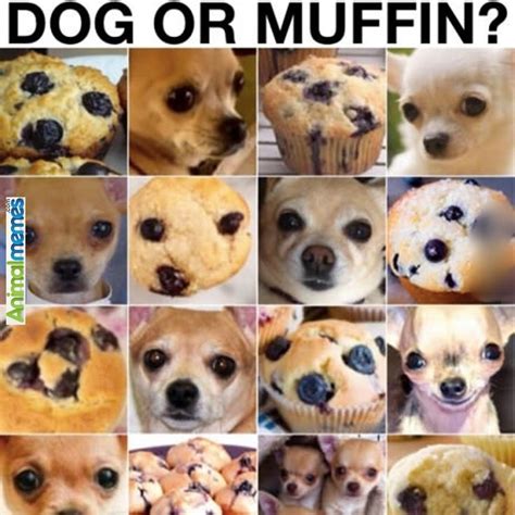 Dog Memes Spot The Difference Blue Berry Muffins Funny Animal