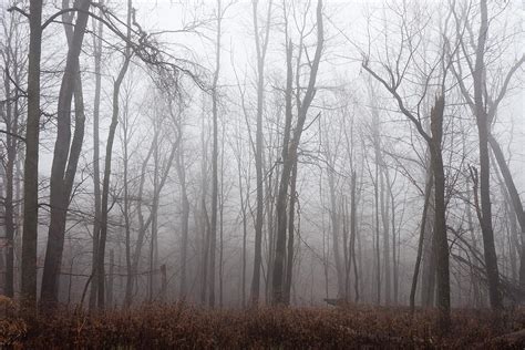 Foggy Woods By Njw1224