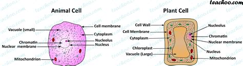 Plant Cell Diagram Labeled Class 9 Labeled Functions And Diagram