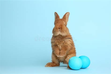 Adorable Fluffy Bunny Near Easter Eggs On Blue Background Stock Photo