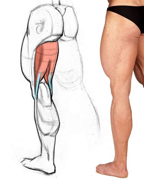 Proko 8 Minutes To Better Leg Drawings Hamstring Muscles Human