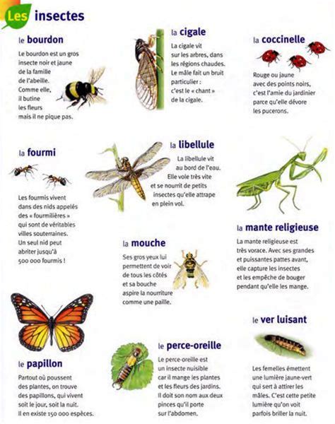 Les Insectes Le Français Et Vous Science And Nature Animal Life