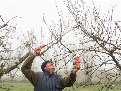 Gardener Pruning Fruit Trees With Pruning Shears Stock Photo Image Of