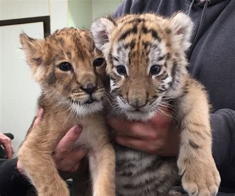 Baby Tiger And Lion Being Raised Together At Six Flags The Morning Call