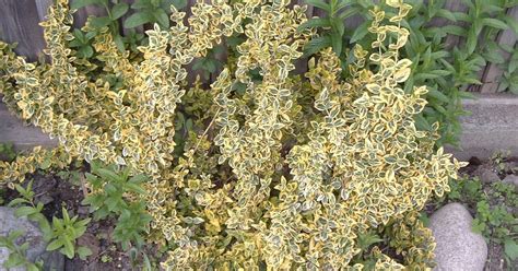 Toronto Gardening All Year Round Euonymus Fortunei