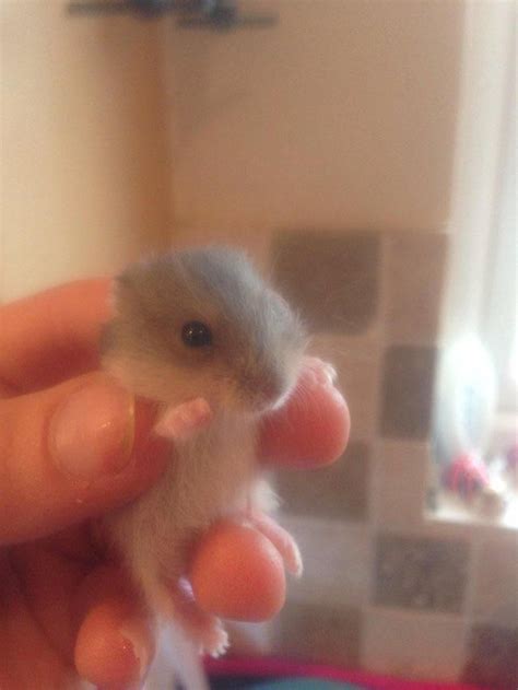 Baby Russian Dwarf And Winter Whites For Sale Dwarf Hamsters For Sale
