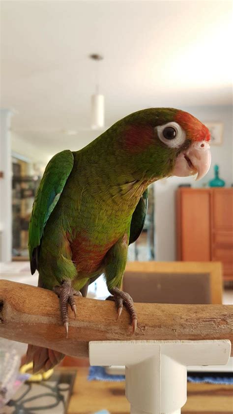 Baby Parrot Wallpaper Photos