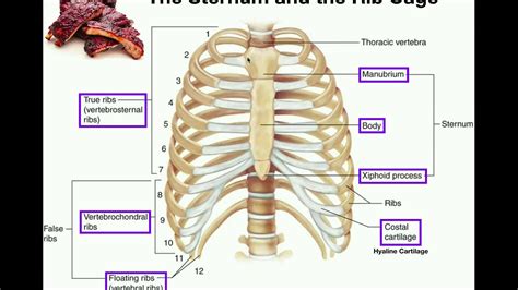 Anatomy The Sternum Rib Cage And Vertebrae Youtube