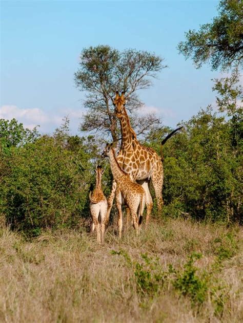 Entdecken sie südafrikas highlights in 20 tagen auf dieser spannenden safari rundreise. Safari: Krüger Nationalpark & Game Reserve (Karte, Preise ...
