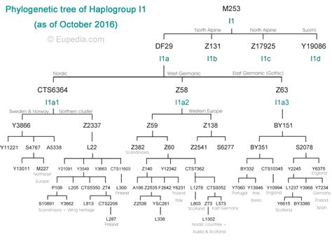 Phylogenetic Tree Of Haplogroup I1 Y Dna Eupedia Dna Sequence Phylogenetic Tree Dna