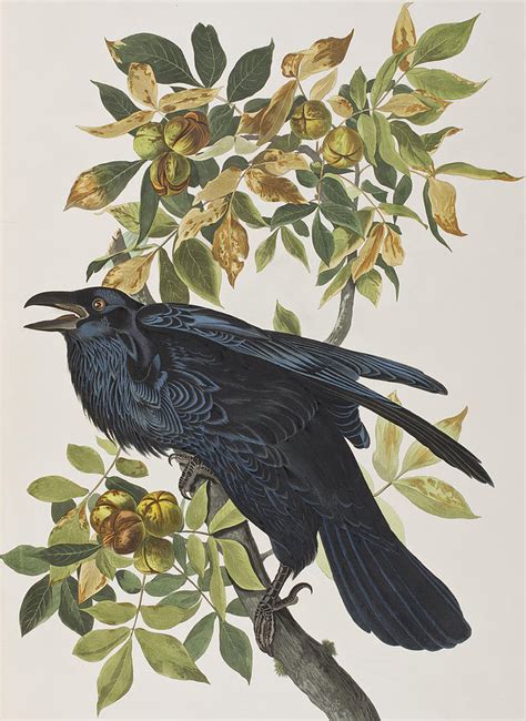 Raven Painting By John James Audubon Fine Art America