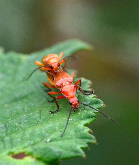 Common Red Soldier Beetle Rhagonycha Fulva Mating Flickr