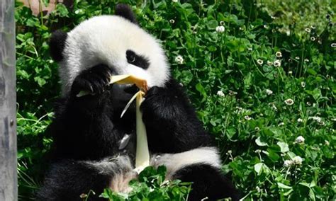 Disrespecting Getting Angry With Giant Pandas In Hong Kong Could Cost