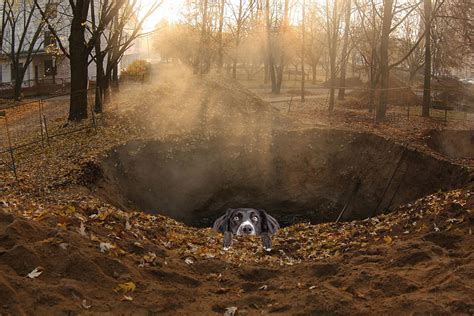 Dead Dog Comes Back To Life After Being Thrown Into A Hole In Wa