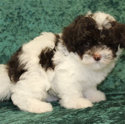 Visit our Havapoo Puppies for Sale near West Palm Beach Florida!
