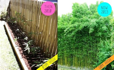 The Bamboo Creates A Lush Natural Green Screen A Perfect Privacy
