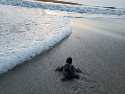 7 Sublime Spots To Watch Nesting Sea Turtles In Florida Florida Beyond