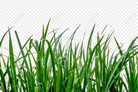 A Piece Of Green Grass Grass Pattern Plant Tall Grass Png
