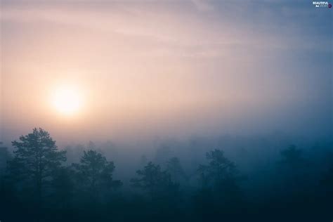 Viewes Vertices Fog Trees Sunrise Beautiful Views Wallpapers