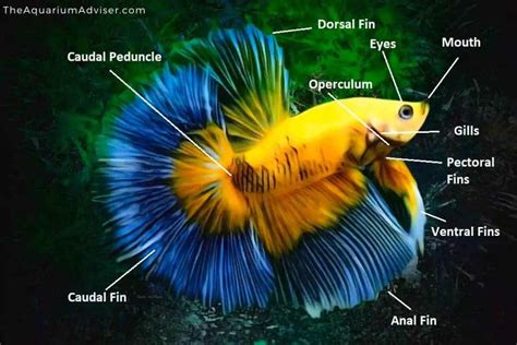 Betta Fish Anatomy Facts And Breathing The Aquarium Adviser