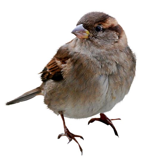 House Sparrow Png Photos Png Mart