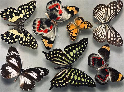 Patterns Genes And Butterfly Wings National Geographic Education Blog