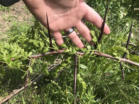 Thorns Of A Locust Tree In East Texas Natureismetal