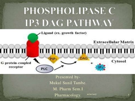 Phospholipase C Ip3 Dag Pathway
