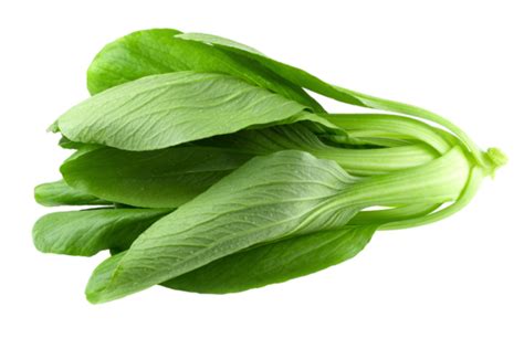 Bok Choy Cabbage Isolated On White Background Green Baby Background