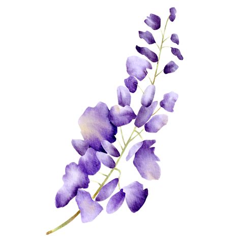 Watercolor Purple Orchids