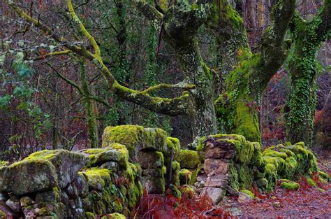 Free Picture Stone Wall Lichen National Park Moss Tree Wood